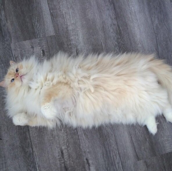 Пушистый кот Скай благодаря своему облачному виду стал звездой соцсетей - |  Диалог.UA