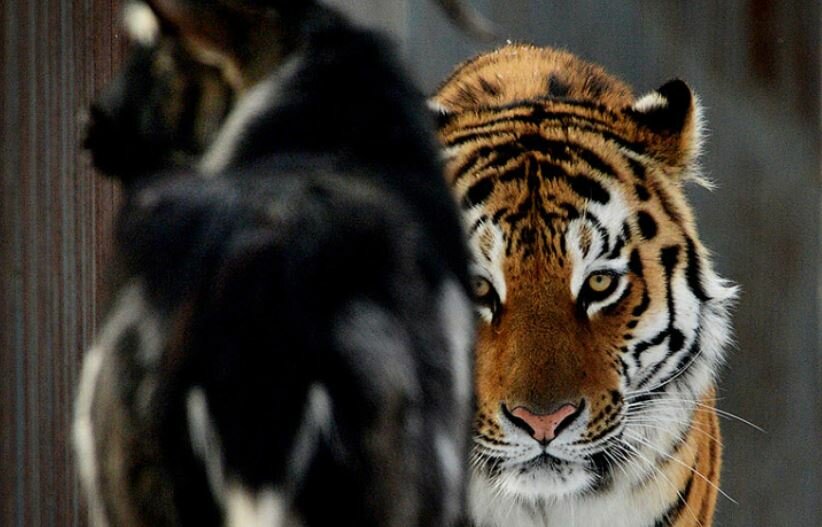 тигр и козел, амур и тимур, россия, рф, дружба