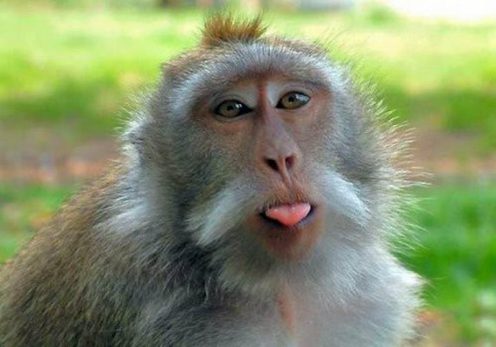 В Индии обезьяна ограбила ювелирный магазин и скрылась с места преступления