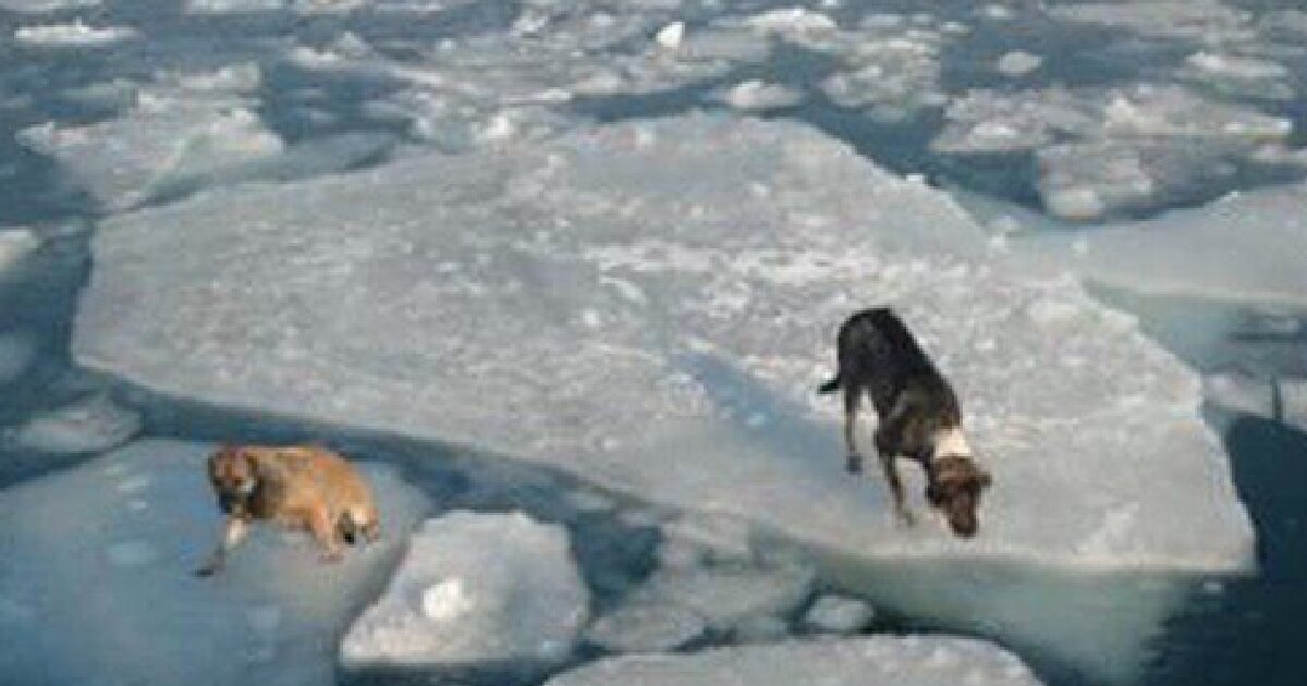 Моряки поделились снимками спасения собак с дрейфующей льдины во Владивостоке