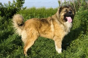 овчарка, собака, младенец, загрызла, смерть, уголовное дело
