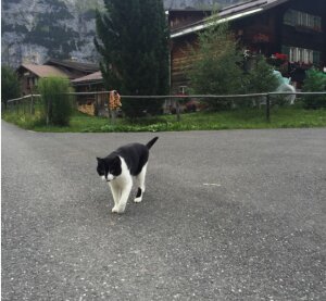 кошка-гид, горы, хостел, заблудившийся парень 