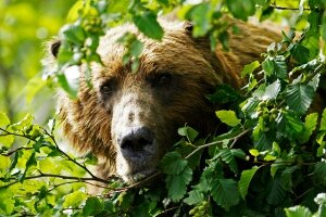 подмосковье, общество, медведи, происшествия