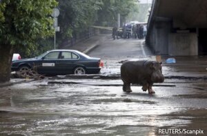 Грузия, Тбилиси, наводнение, происшествия, стихия, природные катастрофы, общество, животные