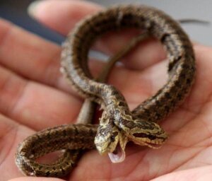 Китай, змея, двуглавая змея, уж, рептилия, пресмыкающееся, провинция Гуандун, Calamaria septentrionalis, уж, Вьетнам