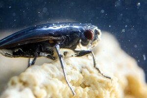 ученые, биологи, мухи, мухи-береговушки, Северная Америка, насекомые, щелочная вода, пузырь воздуха
