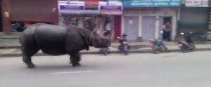 Непал, носорог, погибшие, раненые