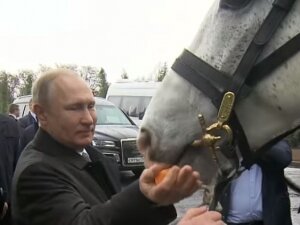 новости россии, киргизия, владимир путин, лошадь, скакун, подарок, видео, тайган