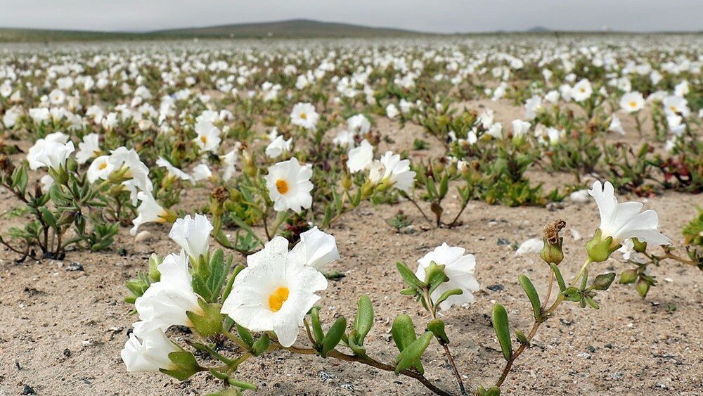 Необычные цветы в самой засушливой пустыне мира
