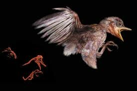 Птенец древнейшей птицы умер без костей - стало известно об уникальном открытии ученых 