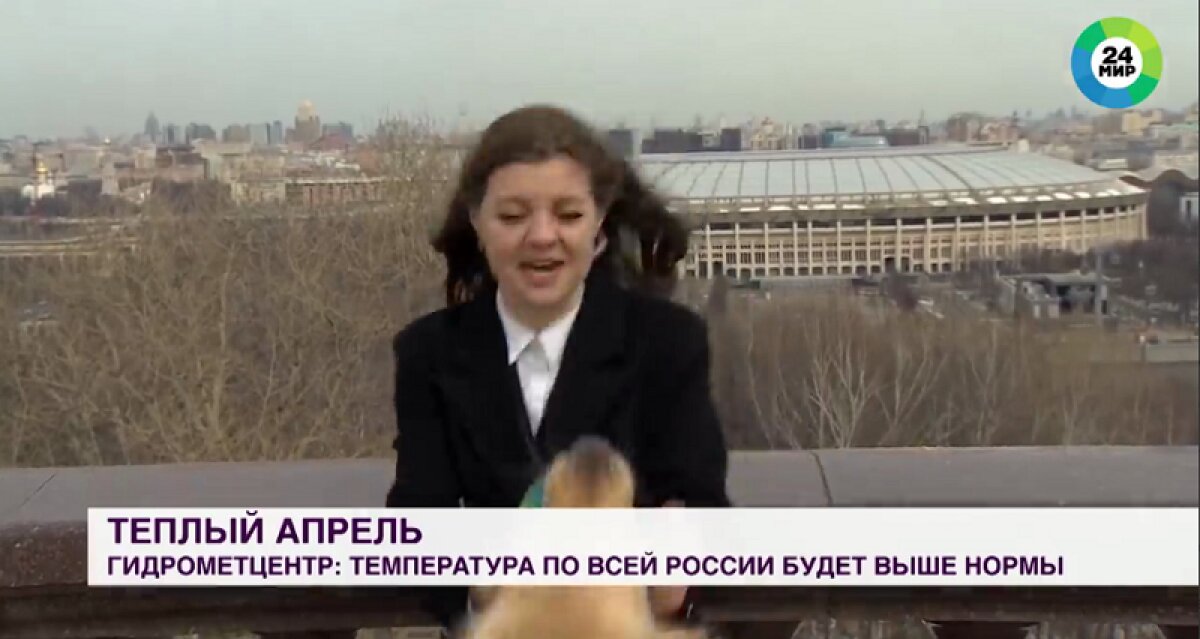 В Москве ретривер напал на журналистку Надежду Сережкину, украв микрофон в прямом эфире