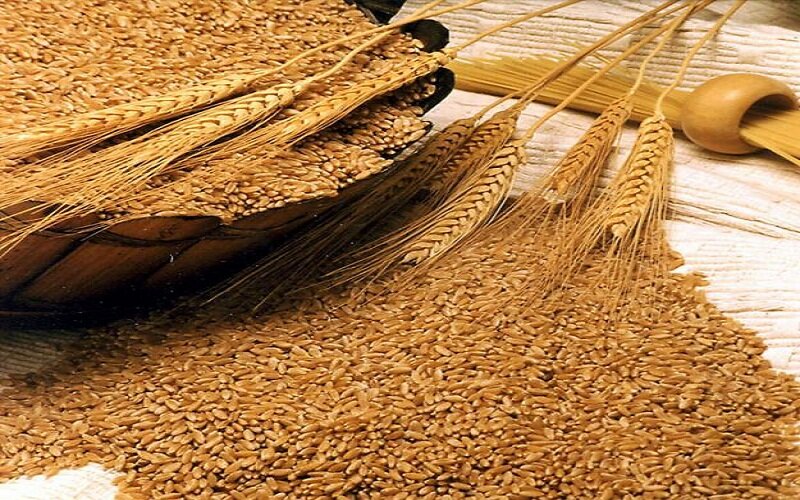 Хлебородный год: в России собрали рекордный урожай зерна