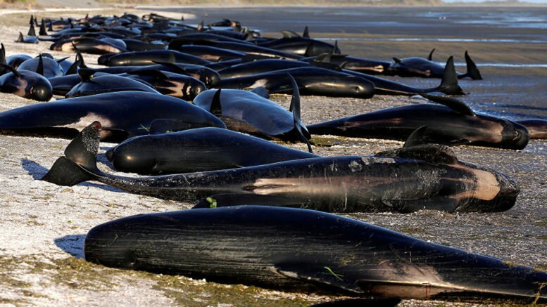 Массовый мор среди дельфинов-гринд: в Новой Зеландии на берег выбросились 80 особей 