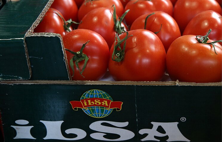 Россия дала "зеленый свет" на поставку томатов из Турции: известно, когда первая партия овощей попадет в РФ