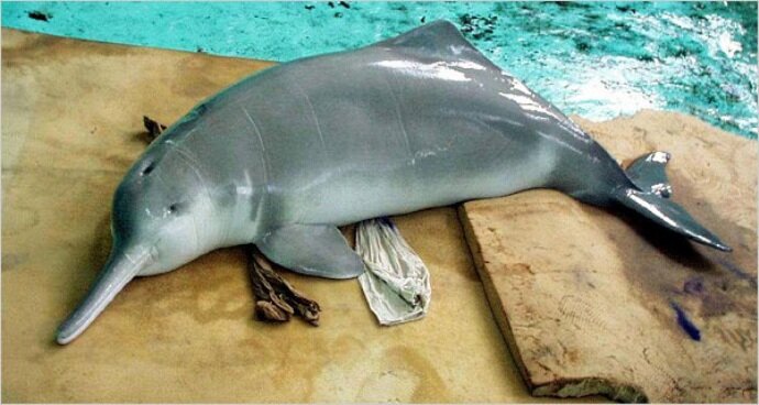 В водах Янцзы активисты наткнулись на вымершего китайского дельфина