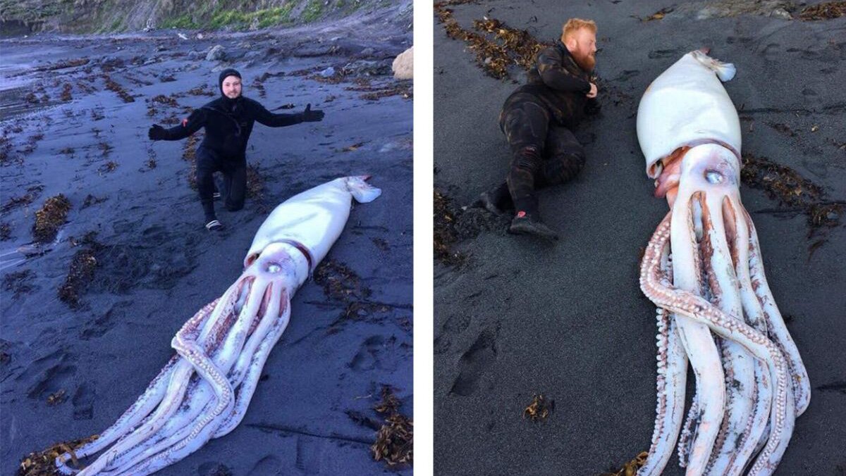 Гигантский моллюск на новозеландском побережье: водолазы выявили 4-метрового кальмара 