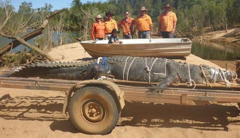 Пойман монстр, который держал в страхе население: австралийцы смогли пленить 5-метрового крокодила – кадры 