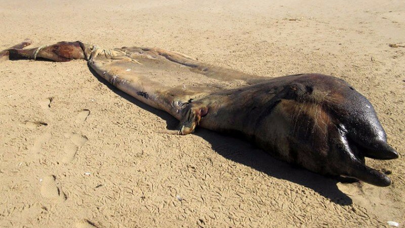 Аномальное происшествие в Намибии: на местное побережье выбросилось странное существо 