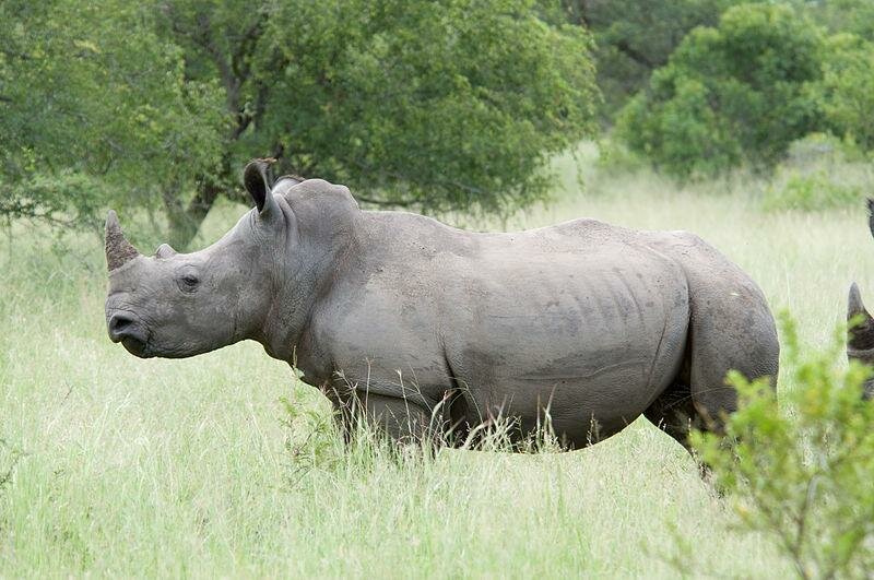 двурогого носорога Мерка, Приморье, носорог, мир животных, аномалия, происшествия, инцидент, феномен