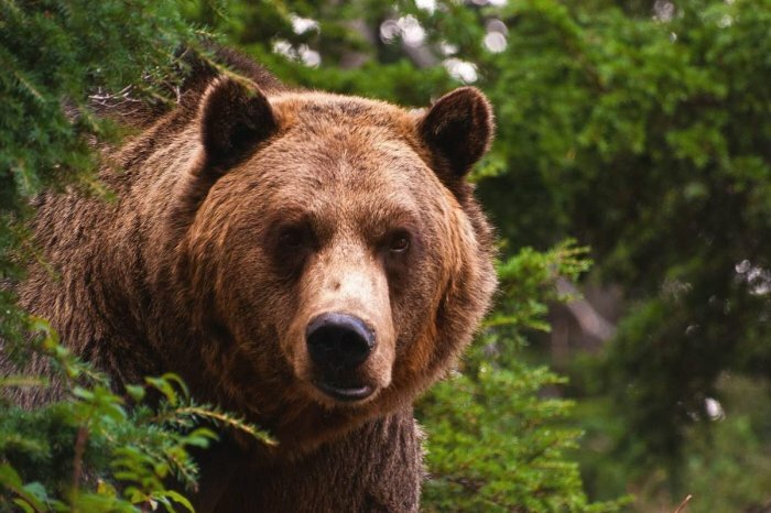 ​На Камчатке агрессивный медведь стал причиной гибели несовершеннолетнего парня