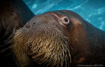 Скандал во Владивостоке: за безжалостное обращение с животным будет уволен тренер Приморского океанариума