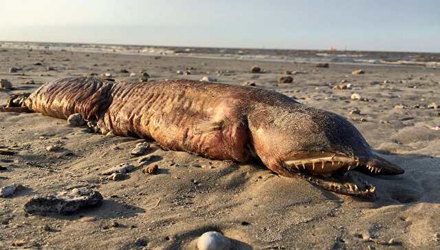 Ученые распознали загадочного морского монстра, выброшенного на берег в Техасе, - кадры 