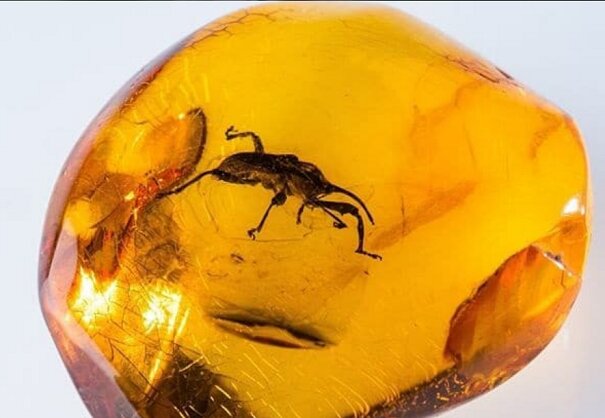 Сосали кровь еще у динозавров - ученые обнаружили доисторических вшей, "застывших" в янтаре