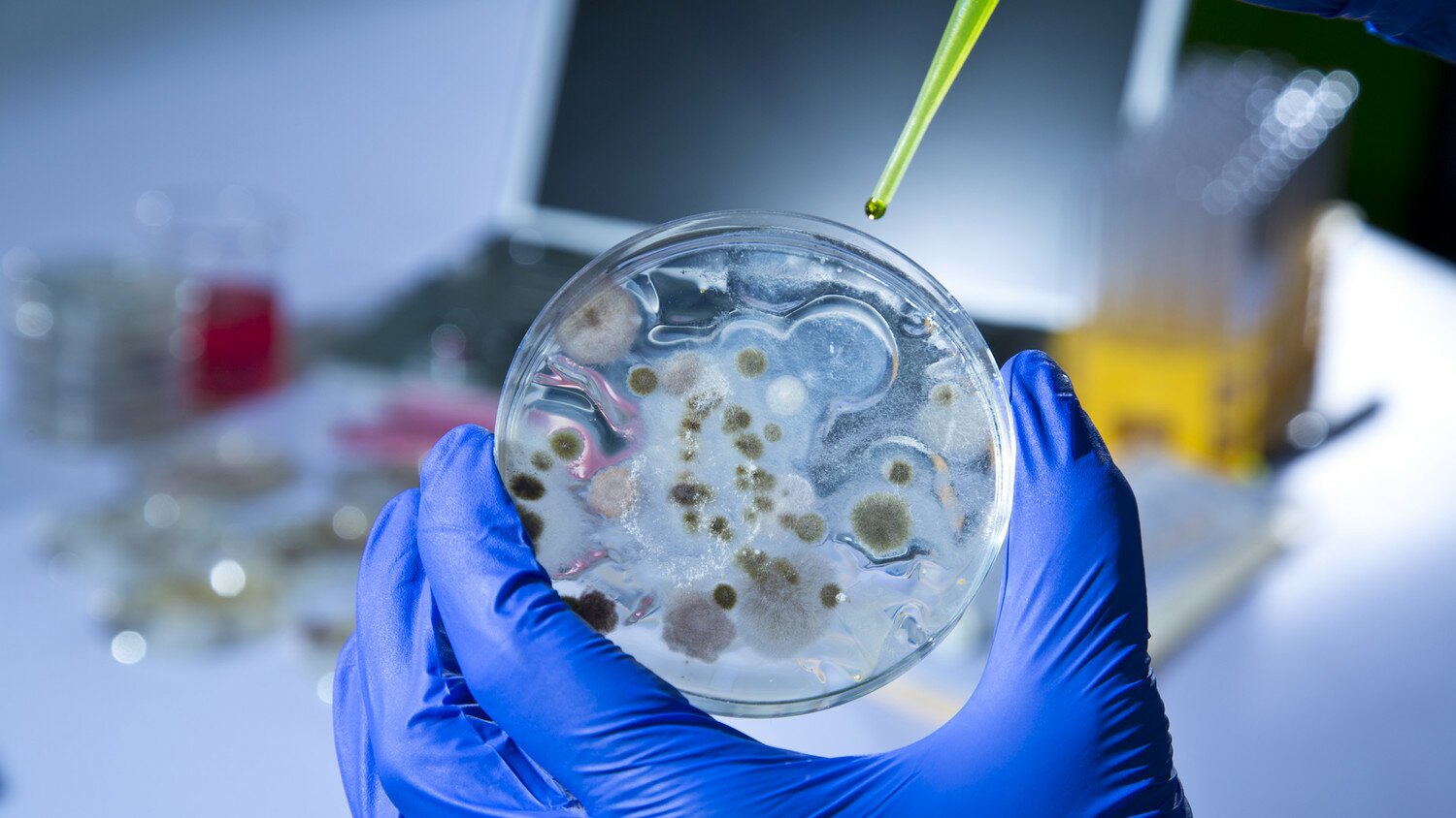 Миру угрожает новая опасность: бактерии сибирской язвы выбираются из ледяного покрова 