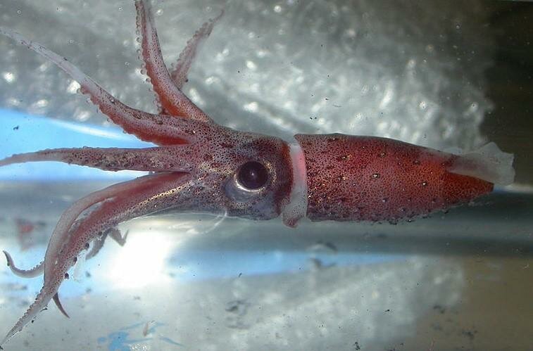 В Северном Ледовитом океане дайверы увидели редчайшее природное явление: кадры