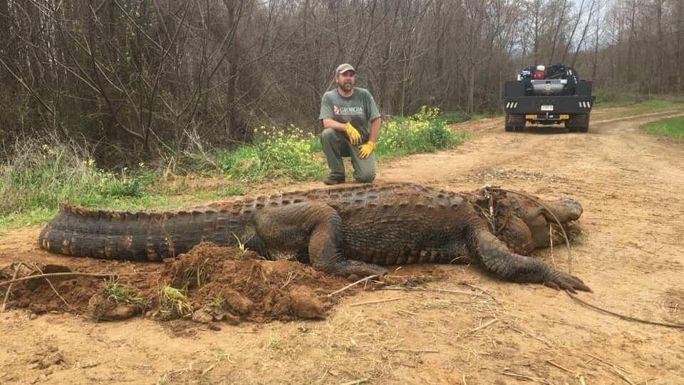 Смельчаки поймали 50-летнего крокодила: американцы в канаве нашли 4-метровое создание – кадры 