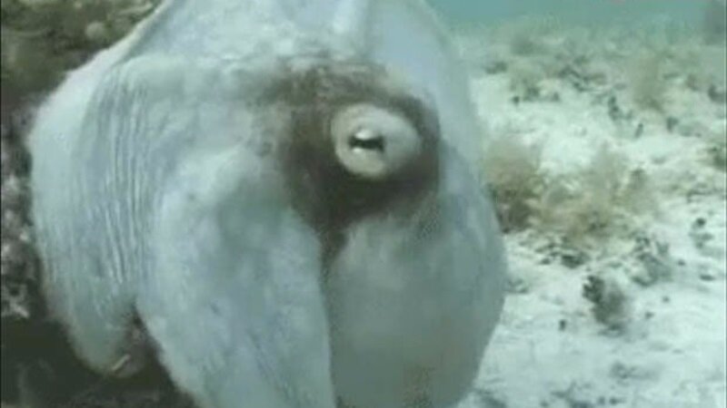 Громадный исполин существует: в Мировом океане нашли осьминога, который умело маскируется под растение 