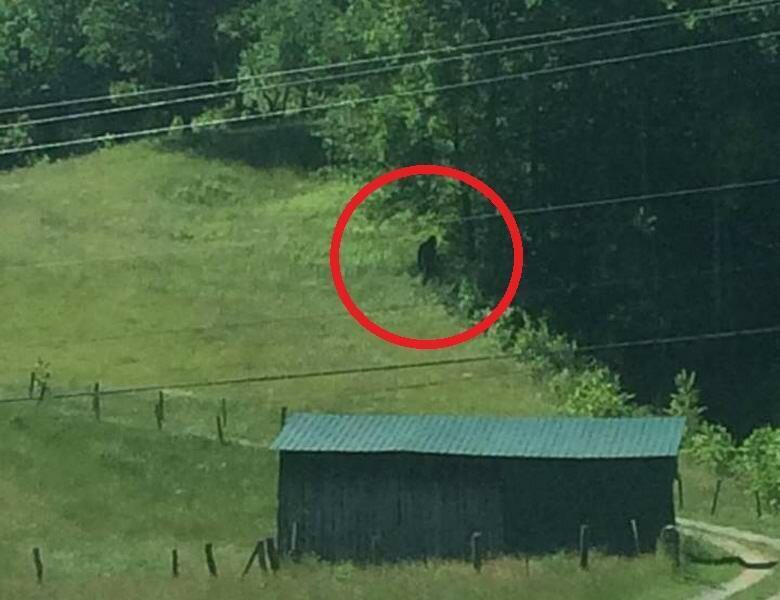 В Западной Виргинии местные жители сфотографировали йети, стоящего на опушке леса 