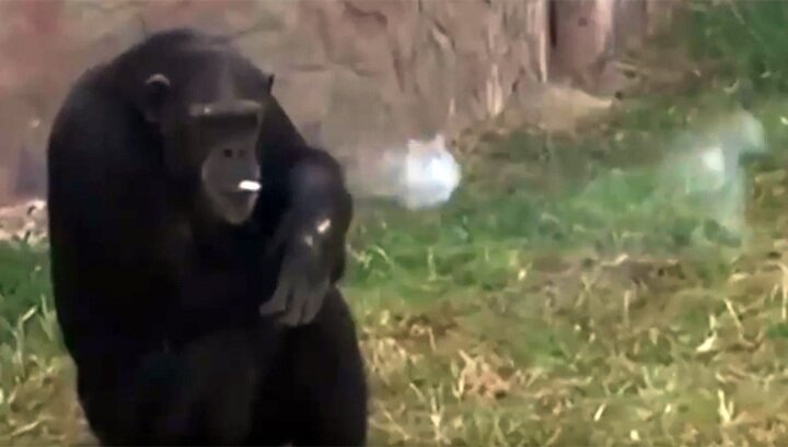 Удивительное зрелище в Северной Корее: шимпанзе Азалия вовсю курит и даже умеет пользоваться зажигалкой