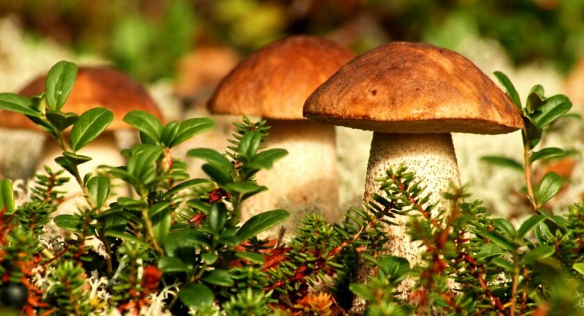 Поехали грибов насобирать и ели ноги унесли: на Закарпатье селяне избили приезжих туристов