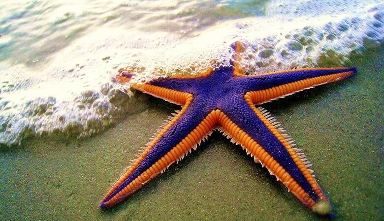 Миф о морских звездах пал: в Интернете появилось видео, как животные забавной походкой двигались в океанские глубины 