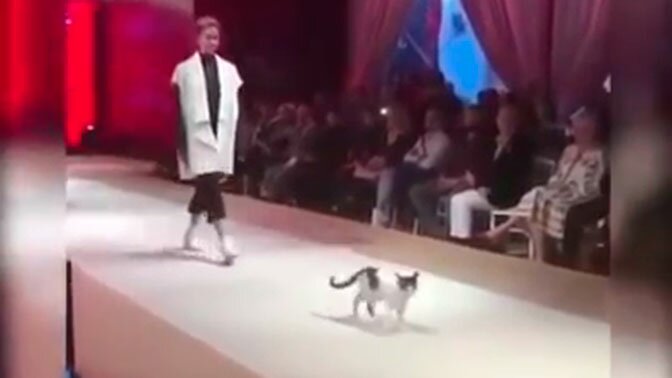 ​Игривая кошка грациозно прошлась по подиуму на показе мод в Стамбуле - кадры