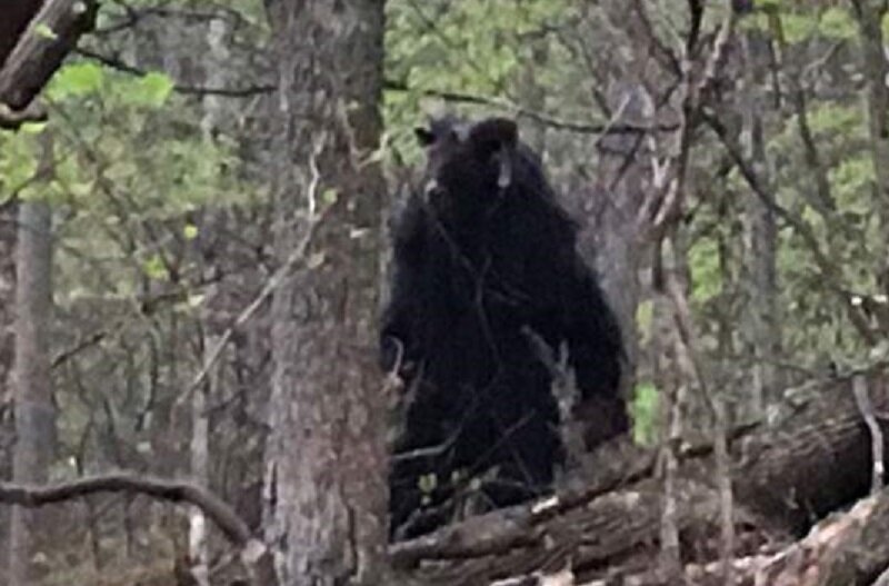 Монстр в лесу: во время прогулки американец сфотографировал мифического минотавра