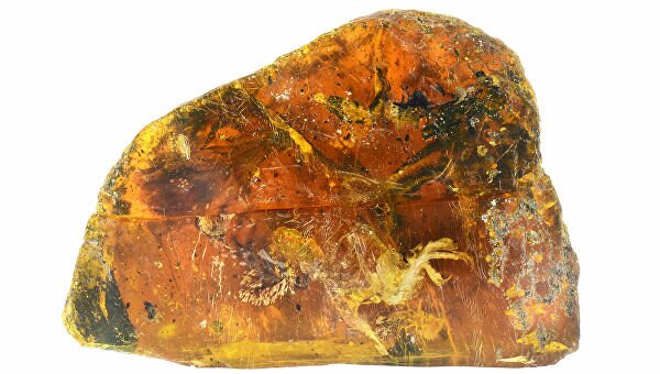 янтарь, Китай, хищник, палеонтологи, вымершие животные, история