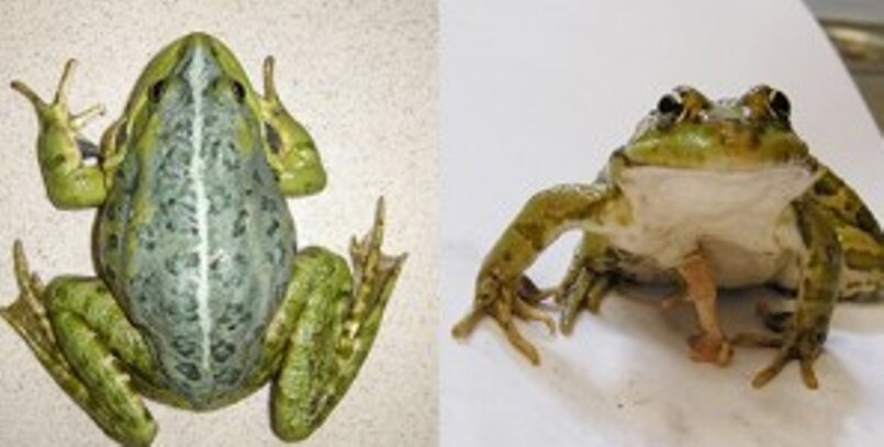 В реке у Екатеринбурга ученые нашли пару лягушек-мутантов – шокирующие кадры