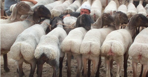 ЦРУ и разведка Британии накрыли фермера из Новой Зеландии, продавшего овец в сексуальное рабство в ИГИЛ