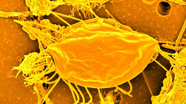 Поменяет представление о живых организмах: канадская студентка случайно открыла новый вид живых существ