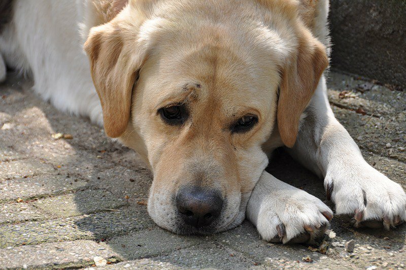 ​В тверском приюте убили 205 собак, изнемогавших от голода, чтобы не тратиться на их содержание
