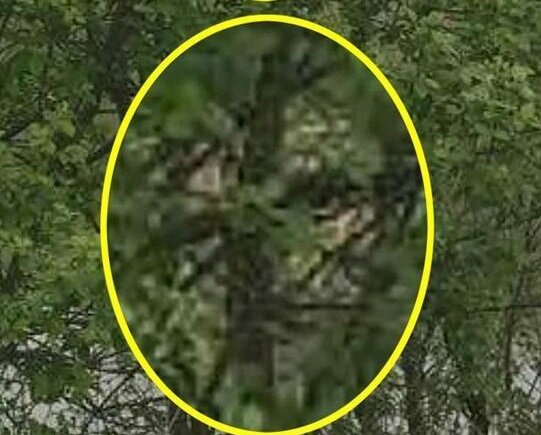 В Ноттингеме британец сфотографировал дух ведьмы в ветвях дерева