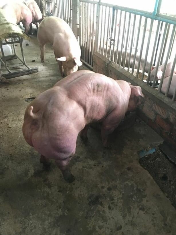 Издевательство над природой: фермер разводит свиней-мутантов - шокирующие кадры