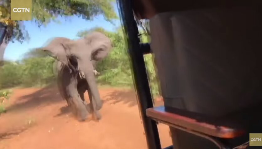 Агрессивный слон атаковал автомобиль, перепугав находившихся в нем туристов, - кадры