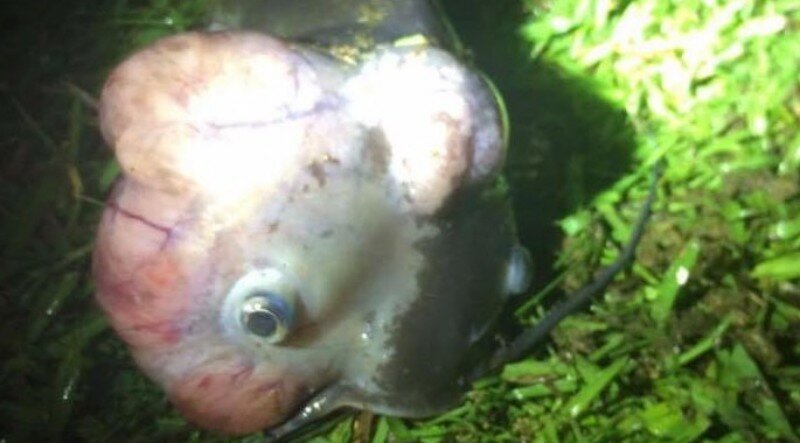 В Южной Каролине местные жители поймали рыбу-мутанта неизвестного происхождения 