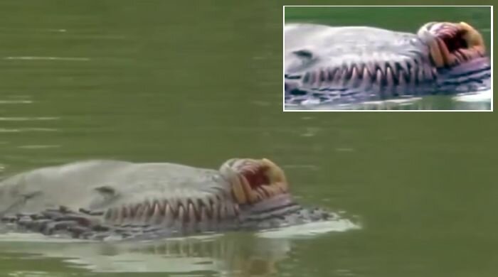 В одной из рек Брунея рыбаки сфотографировали ужасное чудовище с гигантскими клыками 