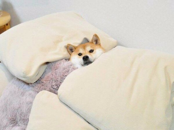 Ученые объяснили, почему людям категорически нельзя спать в одной постели с собаками
