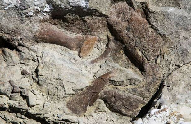 Революционная находка американцев: на юго-западе США удалось найти почти полный скелет тираннозавра возрастом 76 миллионов лет