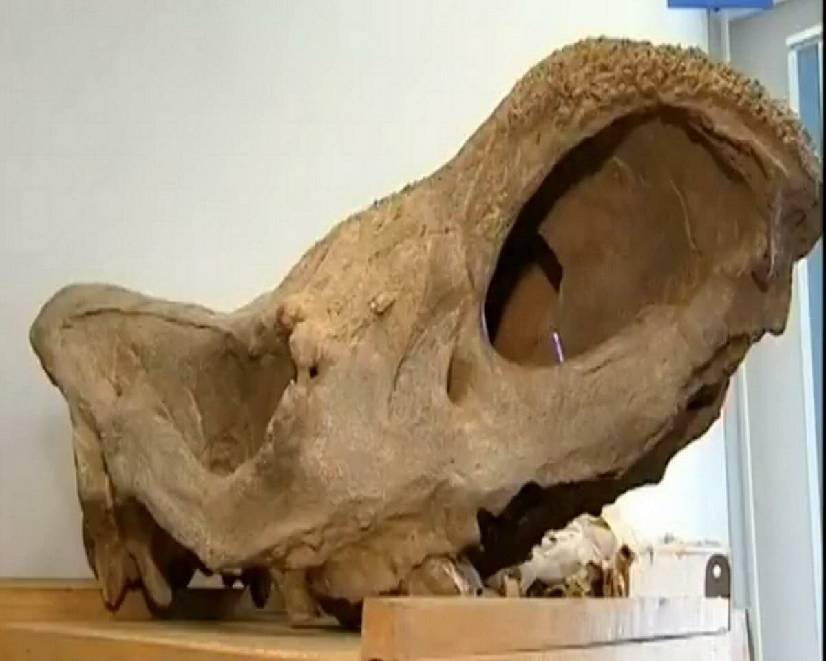 В Бурятии археологи наткнулись на останки 50-тонного динозавра 